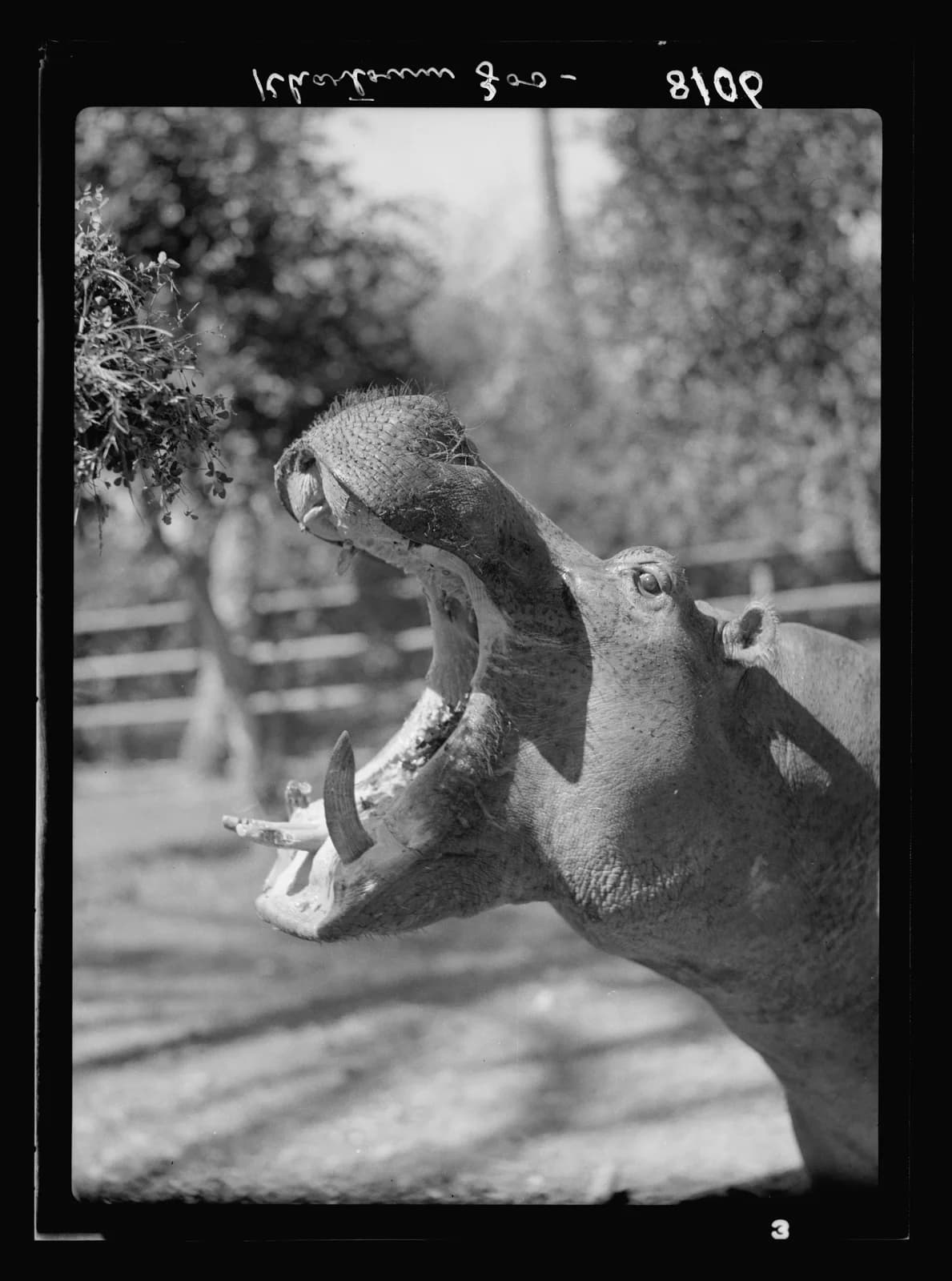Hippo yawning, Khartoum Zoo (1936)