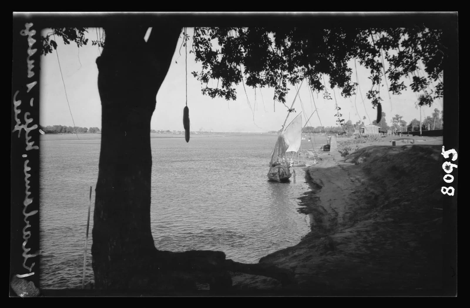 Blue Nile framed by a sausage tree (1936)